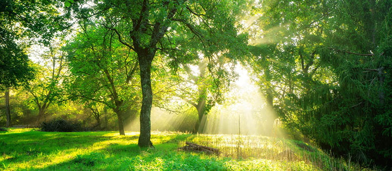 Fotomural Bosque al amanecer