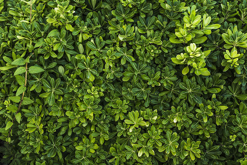 Fotomural Follaje Verde