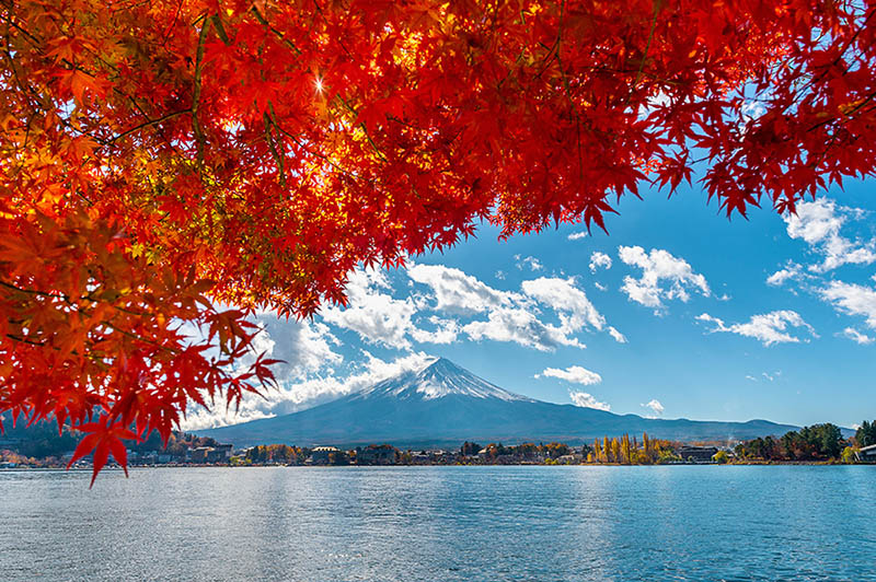 Fotomural Monte Fuji en otoño