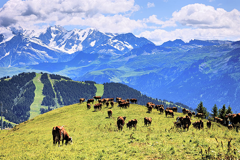 Fotomural Vacas en los Alpes