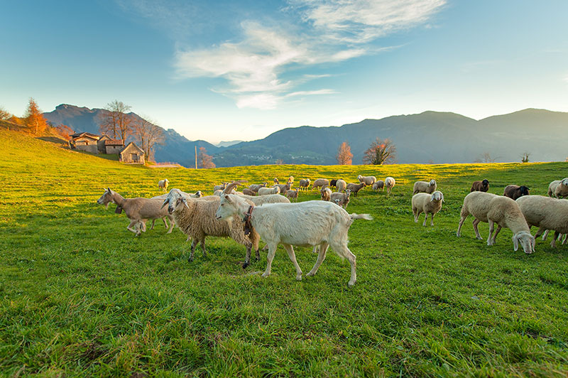 Fotomural Granja ovejas y cabras