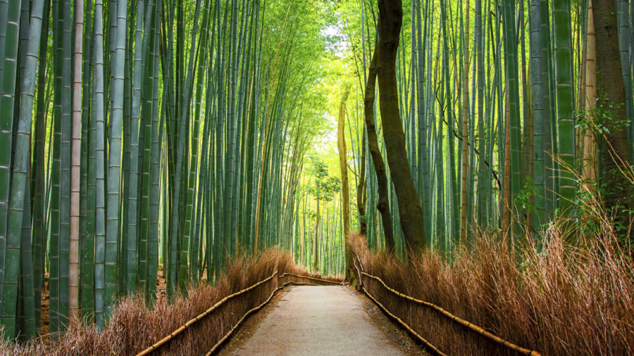 Fotomural Camino bambú