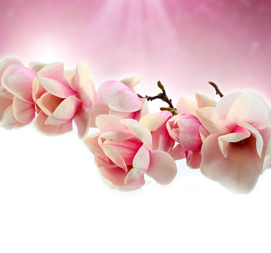 Fotomural Flores 2
