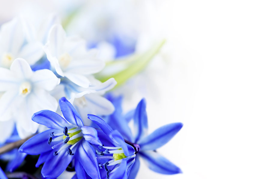 Fotomural Flores azules
