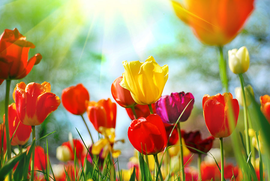 Fotomural Tulipanes de colores