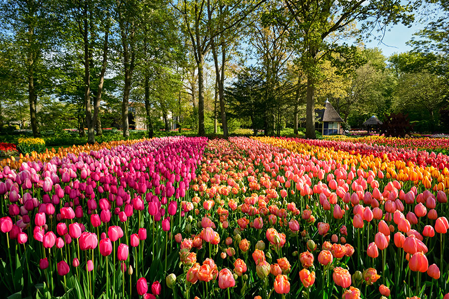 Fotomural Campo Tulipanes