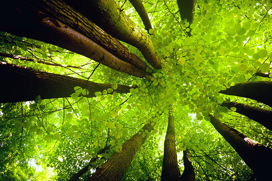 Fotomural Arboles