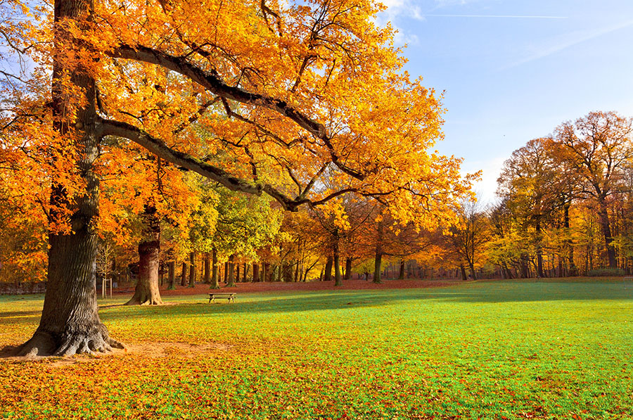 Fotomural Árboles en Otoño