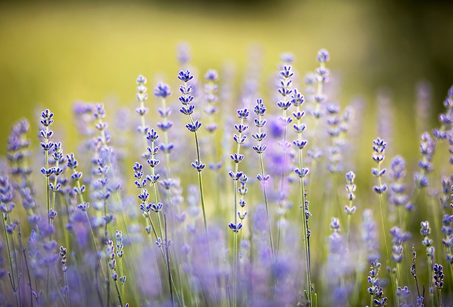 Fotomural Lavanda