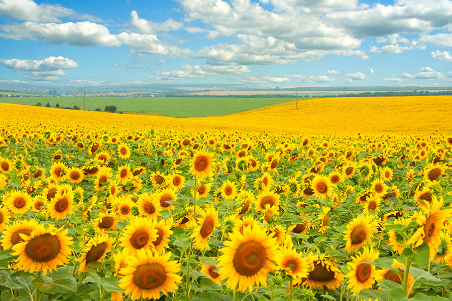 Fotomural Campo de girasoles