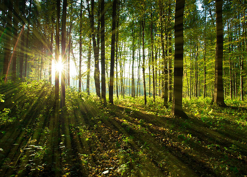 Fotomural Árboles en el bosque